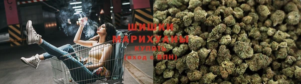 хмурый Аркадак